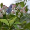 A close-up photo of blueberries on a branch of a bush.