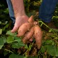 A hand holds sweet potatoes just lifted from the ground.