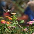 A hummingbird feeds on lantana.