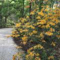 A bush has dozens of light-orange blooms.