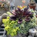 Colorful small plants fill a container.