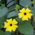 Two yellow blooms have black centers.