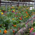 Multi-colored flowers bloom on rows of hanging plants.
