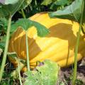 A large, yellow pumpkin grows on a vine.