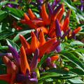 Red and purple peppers grow upright on green foliage.