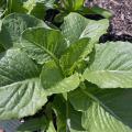 An Ideal cos romaine lettuce plant has green leaves.