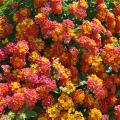 Flowers made up of tiny blooms are red, orange, yellow and pink.