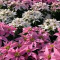 These poinsettias have white or pink bracts.