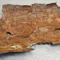 A piece of pine tree bark with Ips beetle grooves.