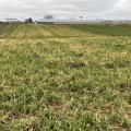 Pasture with dying grass.