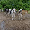 Dairy cows look directly at the photo lens.