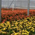 Red and yellow blooms blanket plants in a greenhouse.