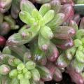 Rounded tips of green succulent leaves are edged in red.