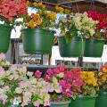 Colorful plants hang in two rows.