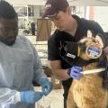 Two veterinarians pretend to treat a mannequin of a German Shepherd dog for injuries.