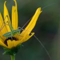 A katydid sits inside a swamp sunflower.