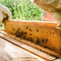Beekeeper removing honeycomb from beehive.