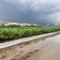 Water stands alongside a soybean field.