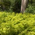 A mass of low, yellow plants covers the ground beneath a tree.
