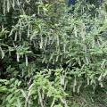 White spikes of blooms hang from a green shrub.