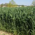 Wheat is shown growing in a R.R. Foil Plant Science Research Center test plot at Mississippi State University April 6, 2016. Due to poor planting conditions and a saturated market last fall, producers planted only 90,000 acres of the state’s winter crop, which is less than half of the 200,000-acre average. (Photo by MSU Extension Service/Kevin Hudson)