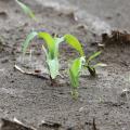 Frost, cool nights and heavy rain are challenging newly emerged corn, such as this Noxubee County, Mississippi, corn photographed April 12, 2016. (Photo by MSU Extension Service/Kat Lawrence)