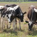 Increased milk production nationwide is driving down profits for Mississippi dairy farmers. (Photo by Kat Lawrence/MSU Extension Service)