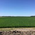 Mississippi’s rice crop was mostly in good or excellent condition in early June. This field in Washington County, Mississippi was photographed June 8, 2016. (Photo by MSU Extension Service/Bobby Golden)