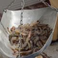 Mississippi’s shrimp season, which opened June 6, is mostly yielding small brown shrimp. However, hot weather and warmer water in the Gulf is creating ideal growing conditions for the shrimp. (File Photo by MSU Extension Service/Kevin Hudson)