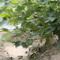 Most cotton bolls lost to rainy, wet weather in early August were the younger ones in the middle to upper part of the plant. Cotton, such as this growing Aug. 18, 2016, on the Mississippi State University R.R. Foil Plant Research Center in Starkville, is expected to yield a better than average harvest. (Photo by MSU Extension Service/Kat Lawrence)