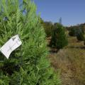 Recent drought conditions have not kept Swedenburg’s Christmas Tree Farm in Columbus, Mississippi, from having a solid production year. (Photo by MSU Extension Service/Kevin Hudson)
