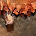 Bats eat about 50 percent of their body weight in insects every night, performing an important pest control service that benefits human health, agriculture, horticulture and forestry. (File Photo by MSU Ag Communications)