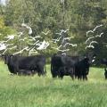 Aptly named for their habit of eating insects flushed out of the tall grass by cows and other grazing animals, cattle egrets demonstrate a wildlife partnership that benefits the birds without harming the cattle. (File photo by MSU Ag Communications)