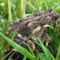 Contrary to popular belief, handling toads does not cause warts. (Photo courtesy of Evan O'Donnell)