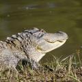 Alligators, such as this one at the Sam D. Hamilton Noxubee National Wildlife Refuge, are native to Mississippi and have rebounded from the endangered species list. (File photo by MSU Ag Communications/Kat Lawrence)