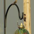 Hummingbirds are responsible for pollinating at least 150 plant species. Many hummingbird enthusiasts hang out feeders from March through November, when the birds migrate south. It is best to leave feeders out until no hummingbirds are seen for two weeks. (Photo by MSU Ag Communications)