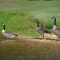 Canada geese, such as these in Raymond, can live in Mississippi almost year-round and are attracted to bodies of water and grassy areas, such as golf courses, lawns, parks and recently harvested grain fields. (Photo by MSU Ag Communications/Susan Collins-Smith)