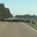 Many myths and half-truths surround the invasive wild hog population, including the notion that hogs will not cross a paved road, as they are seen doing in this photo taken in the Mississippi Delta. (Photo courtesy of Delta Wildlife)