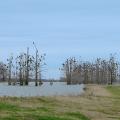 Large groups of cormorants typically roost at night in clusters of trees, such as these, and spend their days fishing in natural lakes, rivers and catfish ponds, to the dismay of Mississippi’s catfish producers. (File photo by MSU Extension Service)