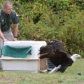 Representatives of the Mississippi Department of Wildlife, Fisheries and Parks are the best contacts when someone discovers a sick or injured wild animal. Their goal is to treat and re-release wild animals, as Chad Dacus, wildlife bureau director, is shown doing for this rehabilitated bald eagle at the Barnett Reservoir near Jackson, Mississippi. (Photo courtesy of Brian Broom)