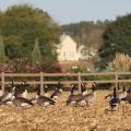 Migration is one of the ways wild creatures, such as these Canada geese, adapt to the onset of colder weather. (Photo by MSU Extension Service/Kat Lawrence)