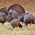 The English language is filled with idioms about wildlife, including “birds of a feather flock together,” the way these wild turkeys have gathered in a field. (Submitted photo)
