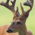 During spring and summer while bucks’ antlers are growing, they are covered with a tissue called velvet, as seen here. (Photo courtesy of Steve Gulledge)