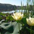 Pond weeds start growing early as soon as day length and water temperatures allow, so start a weed management program before they become a problem. (Photo by MSU Extension/Wes Neal)