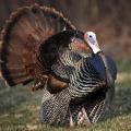 The adult male turkey, called a gobbler or tom, gobbles in an attempt to attract as many hens as possible with the intent of breeding. (Photo by iStock)