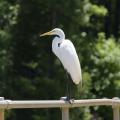 Great egrets, such as this one resting at the Sam D. Hamilton Noxubee National Wildlife Refuge in 2015, are not uncommon sights in Mississippi’s state parks. The refuge is located in Noxubee, Oktibbeha and Winston counties. (File photo by MSU Extension Service/Kevin Hudson)