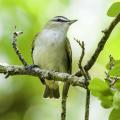 Male red-eyed vireos can sing an average of 20,000 times a day. (Submitted photo)