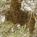As bee swarms land on branches and other objects this spring, do not disturb them. The honeybees are seeking a new home and will usually move on within a few days. (MSU Extension Service file photo)