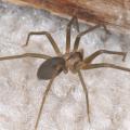 The dark, fiddle-shaped pattern on the back of the brown recluse helps distinguish it from other spiders. Because of their reclusive nature, watch out for these venomous spiders in dark, neglected areas. (Photo by MSU Extension Service/Blake Layton)