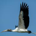 Wood storks stand out in the sky with their long wingspans, black-and-white color patterns and slow wing beats. (Photo by Bill Stripling).  